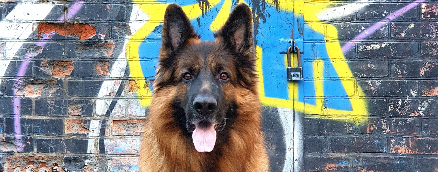 АСМР Галюсик