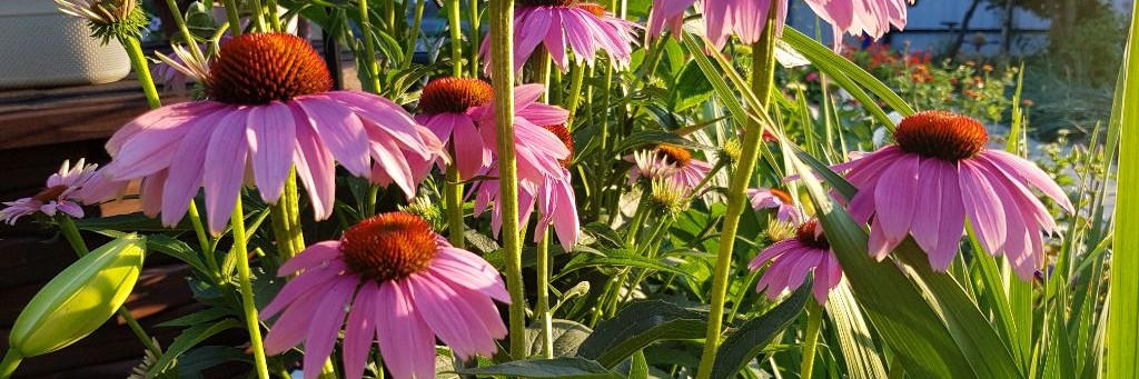 Дачные забавы