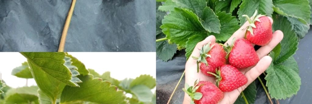 Клубничное лукошко