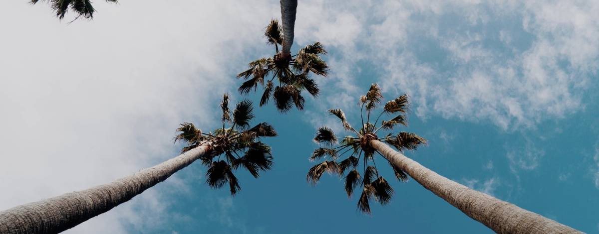 Пальмы в Краснодаре