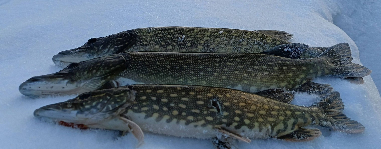 ПОДВОДНЫЕ ИСТОРИИ