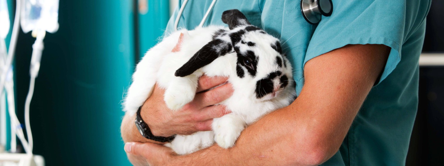 Кафедра ветеринарии "Великолукская ГСХА"