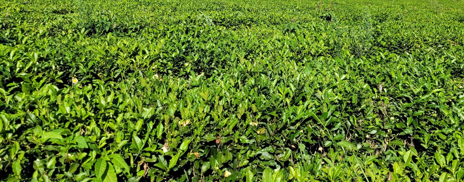 Тестировщик на удалёнке