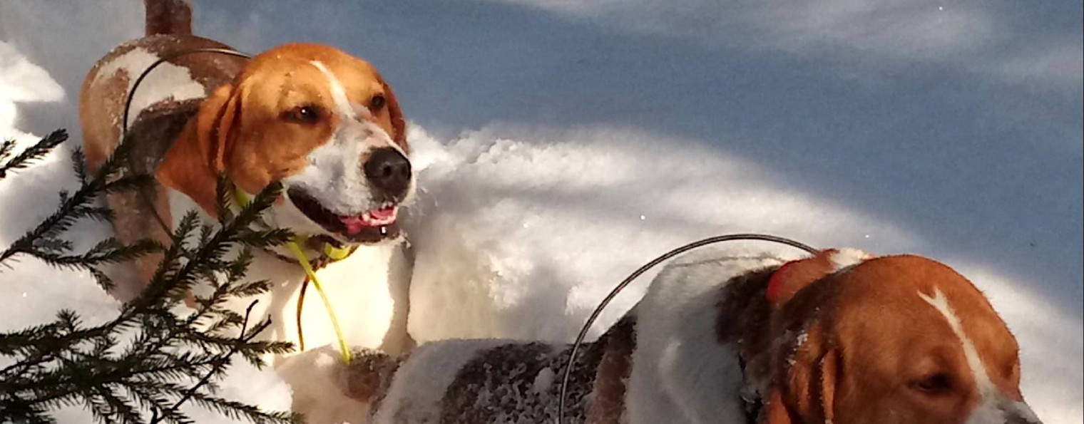 Рождение ГОНЦА: день за днём