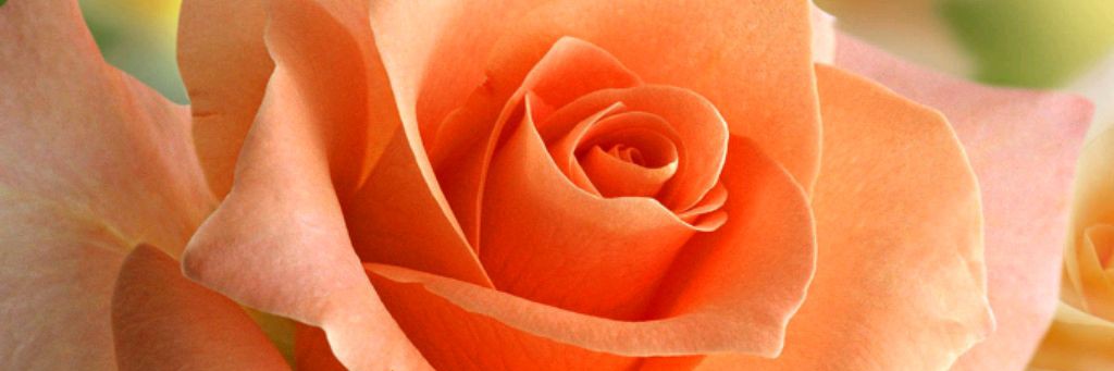 Виола-гороскопы