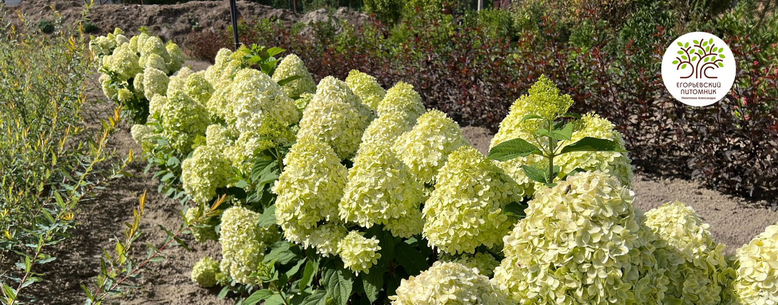 Егорьевский питомник Никитенко Александра