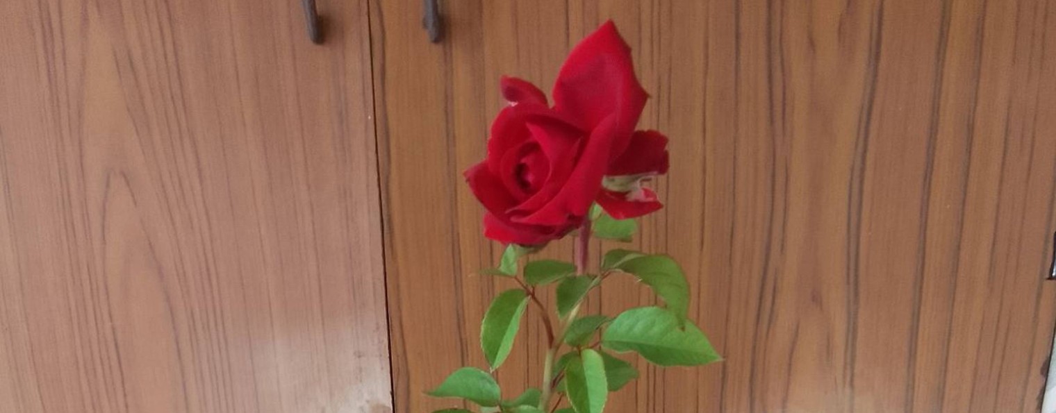 Дом, сад, огород.