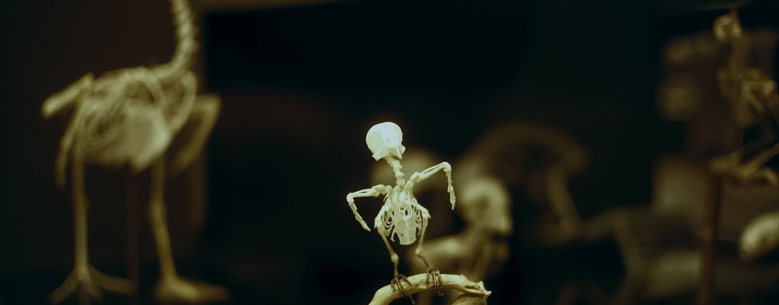 Видеоманьяк