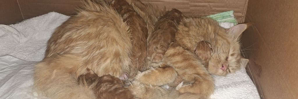 Милкина_царство_тигров