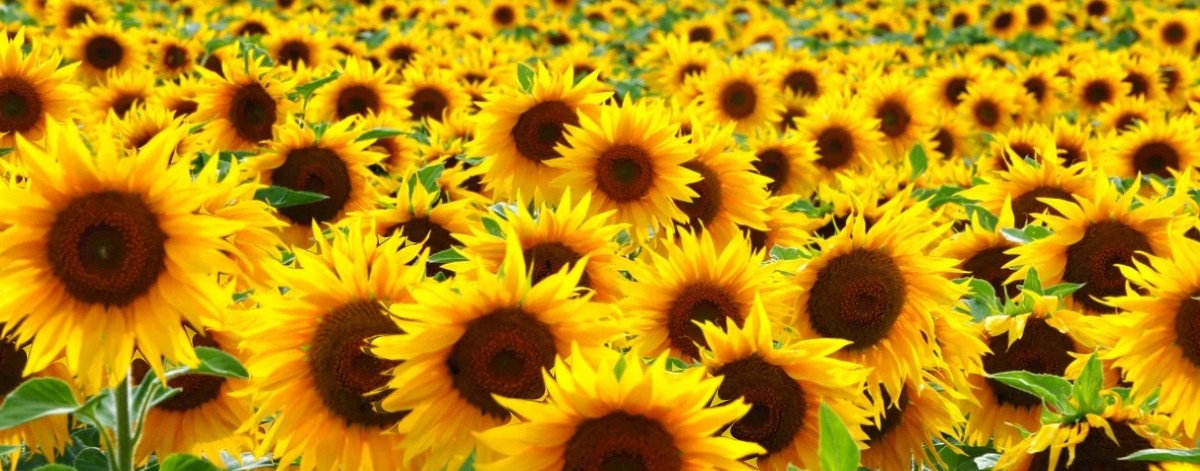 Мила Познанская