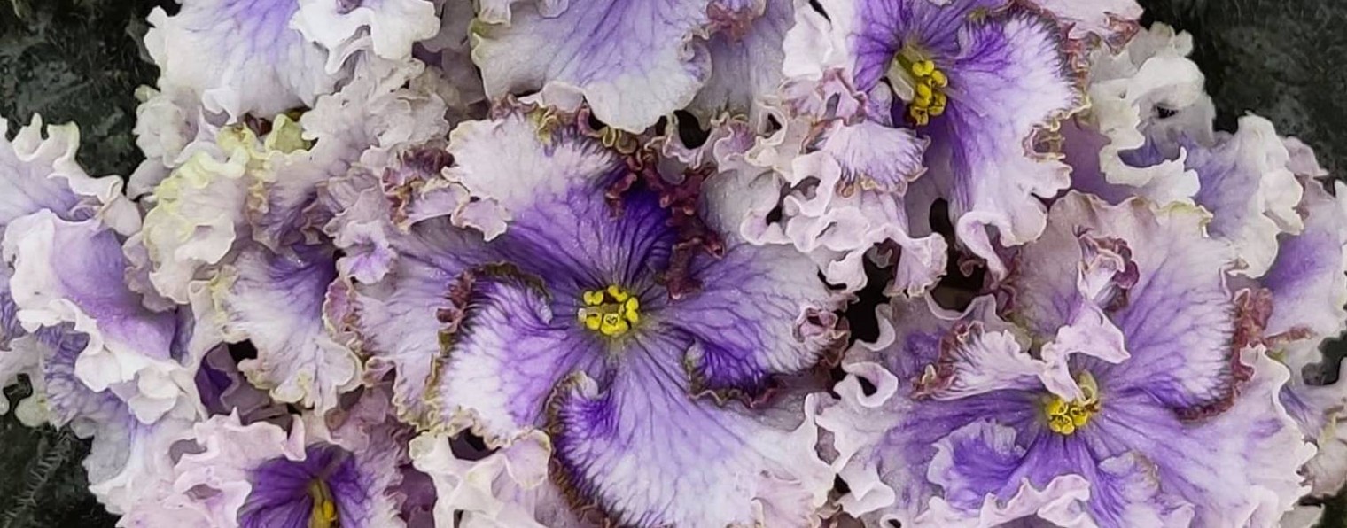 Фиалки НЕА и Яны в Ялте