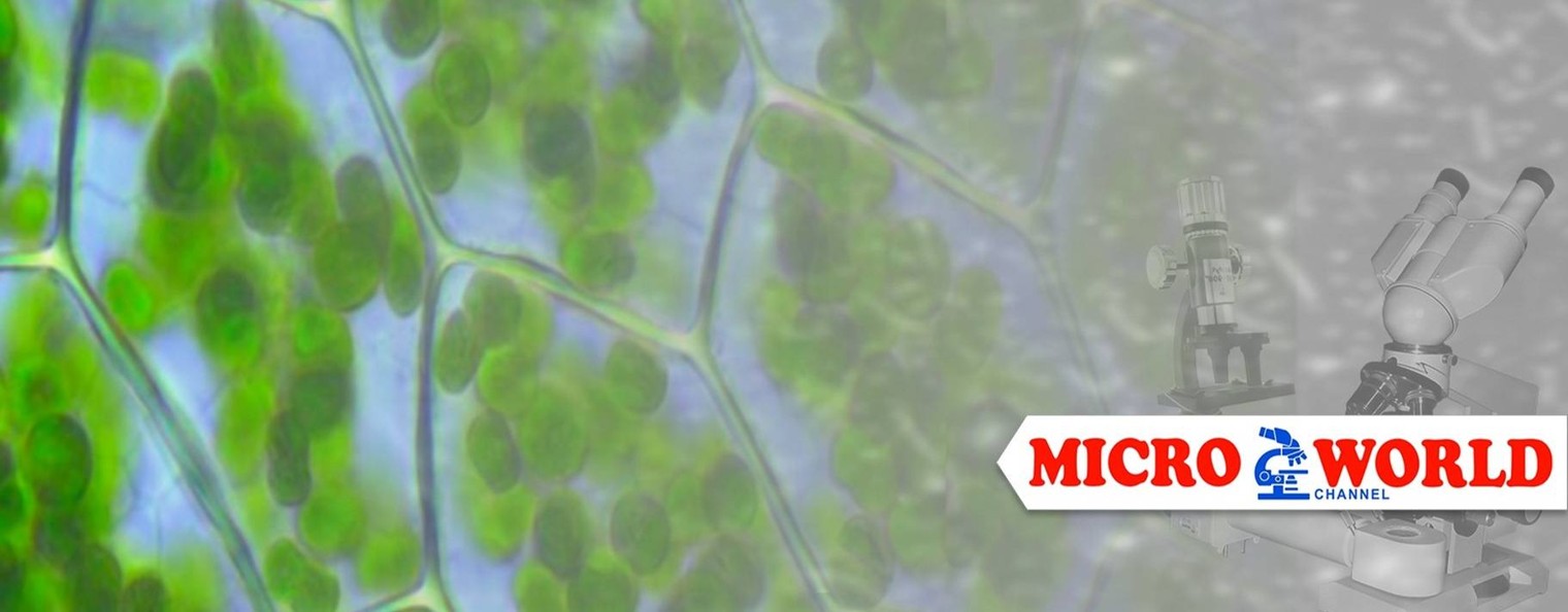 MICRO WORLD Channel