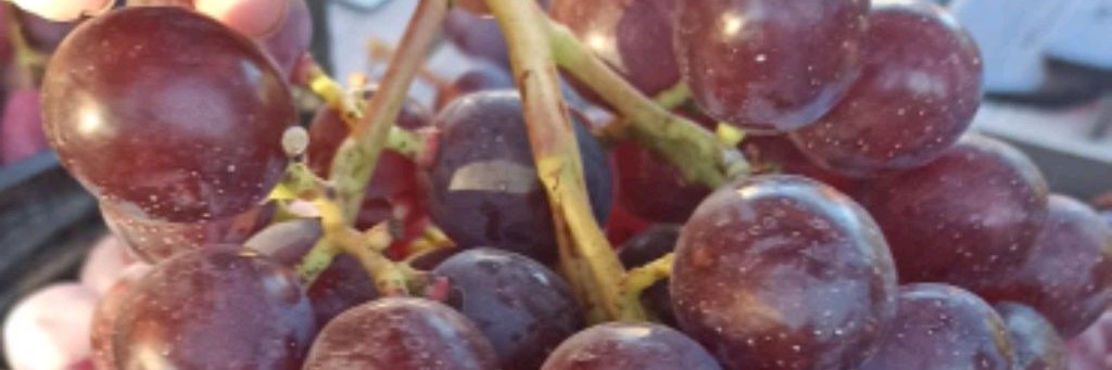 Елена Семенова