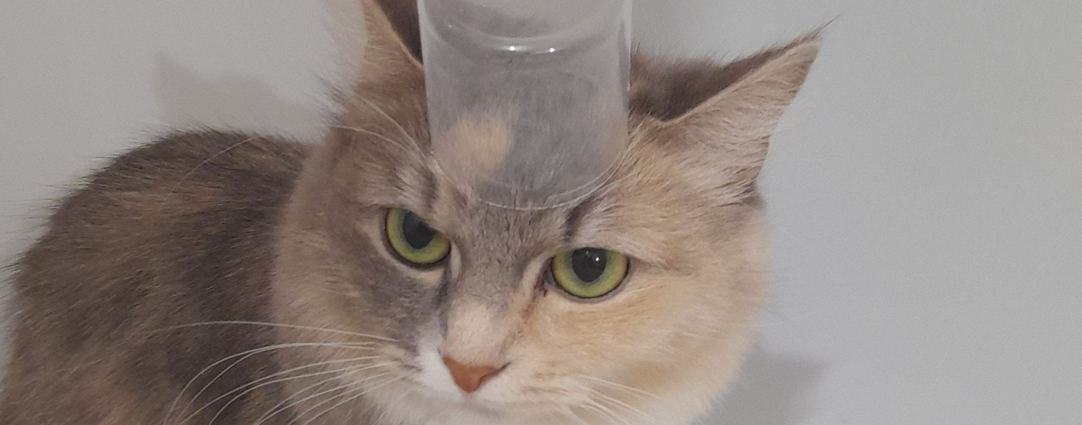 калпочок♡♡♡