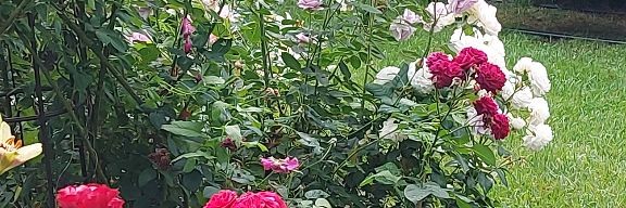 Сад Бессоновой Светланы