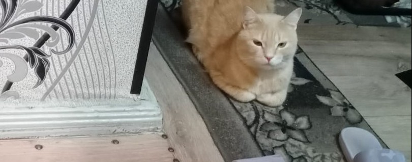 аниме  мастер