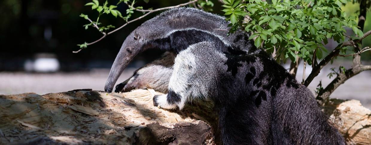 Калининградский зоопарк