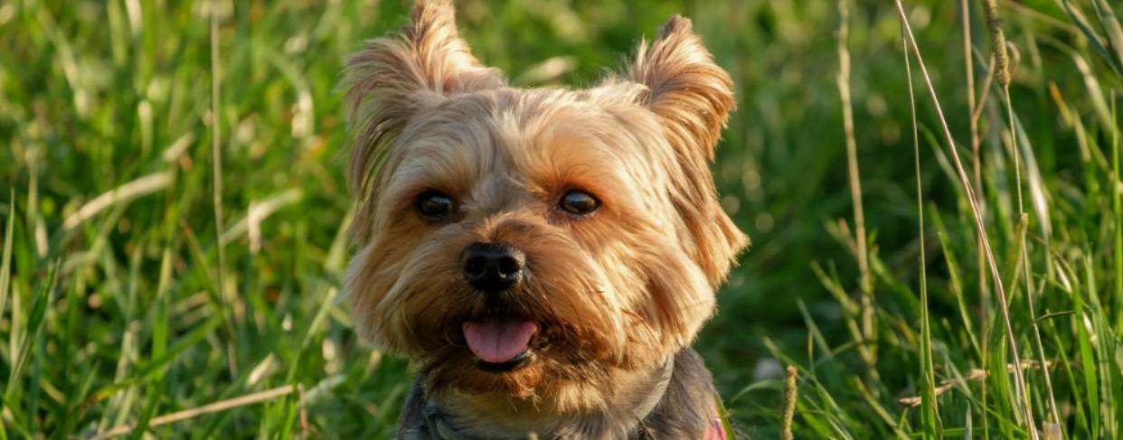 Йоркширский терьер