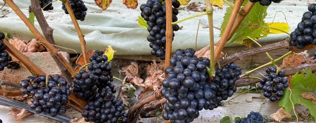 Розы и виноград в Подмосковье