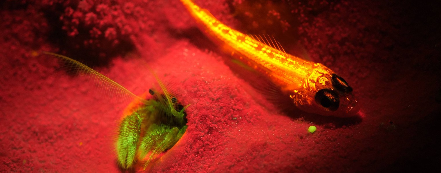 Всюду Жизнь