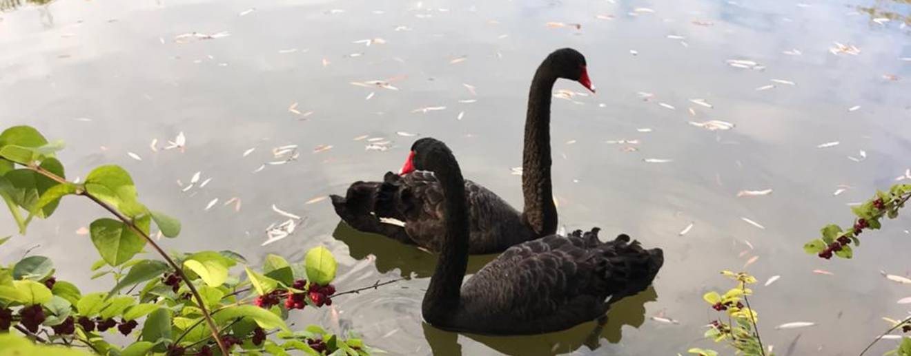 Студия "Позитифф" Вера Самарская