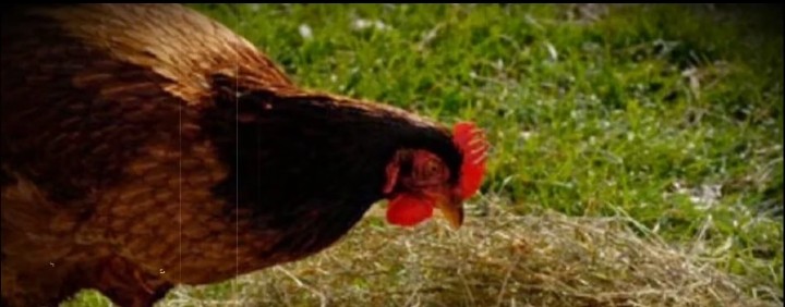 Хутор Вишняковых.