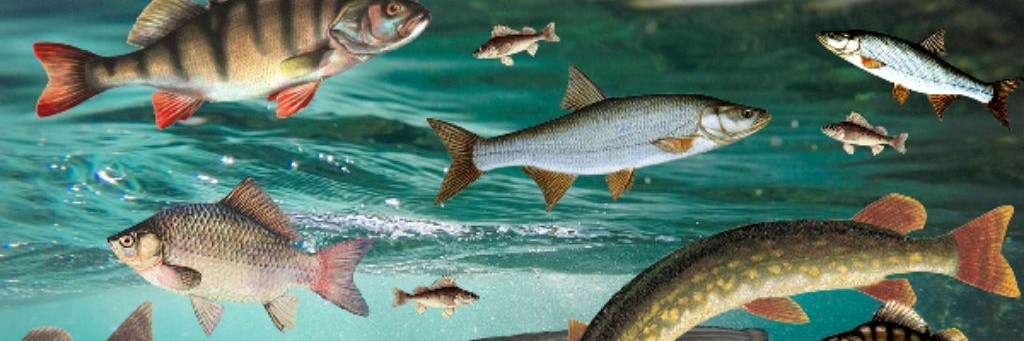 Рыбак из Куйбышева