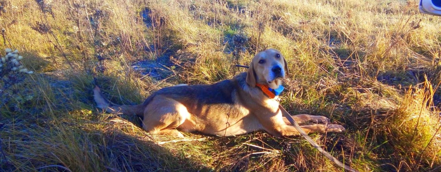 Время Гончих