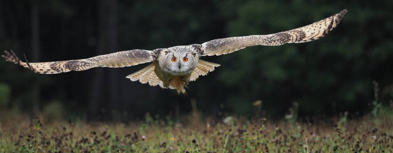 Филин Димон. Взгляд в историю.