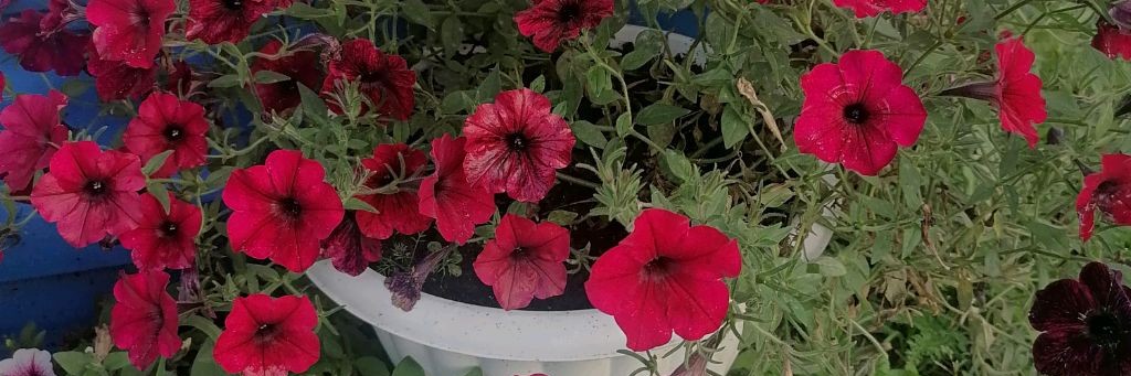 Роман и Людмила любители пионов и флокс