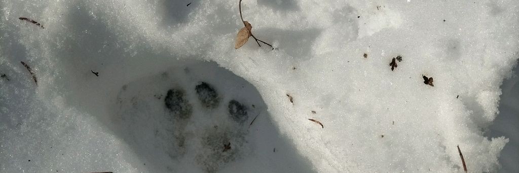 Петля тайги