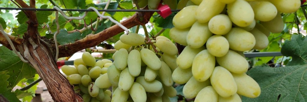 Виноград Виталия Фролкина