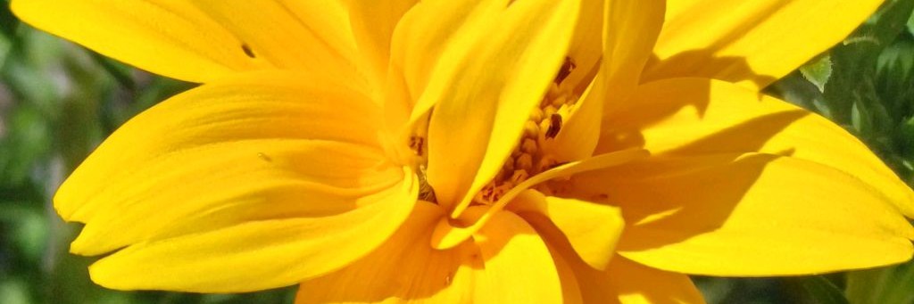 Счастливый Цветочник