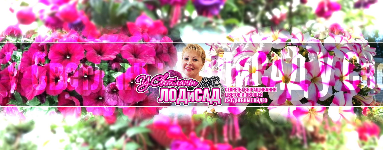 У Светланы ЛОДиСАД