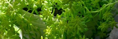 Вилена Цветкова