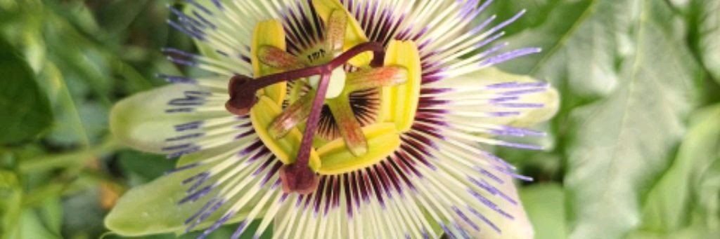 Интересные растения и семена