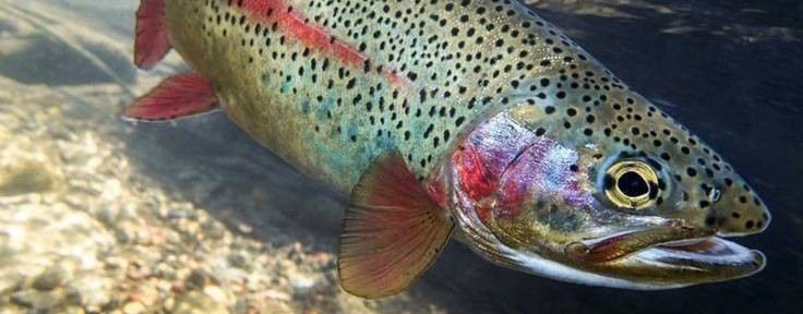 Отдых в Симбухово