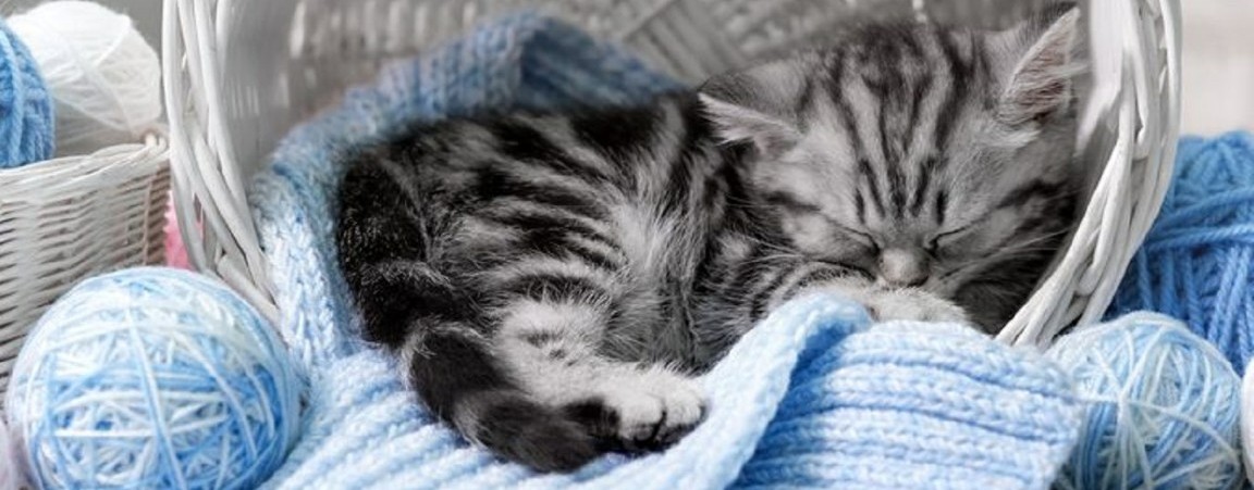 Счастье Плюшевое🐾