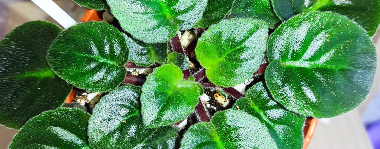 Фиалки у Алисы.