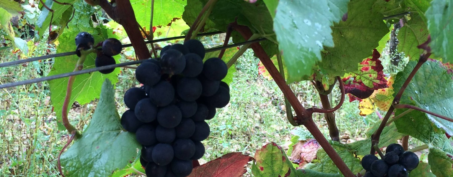 Vino_Grad Production