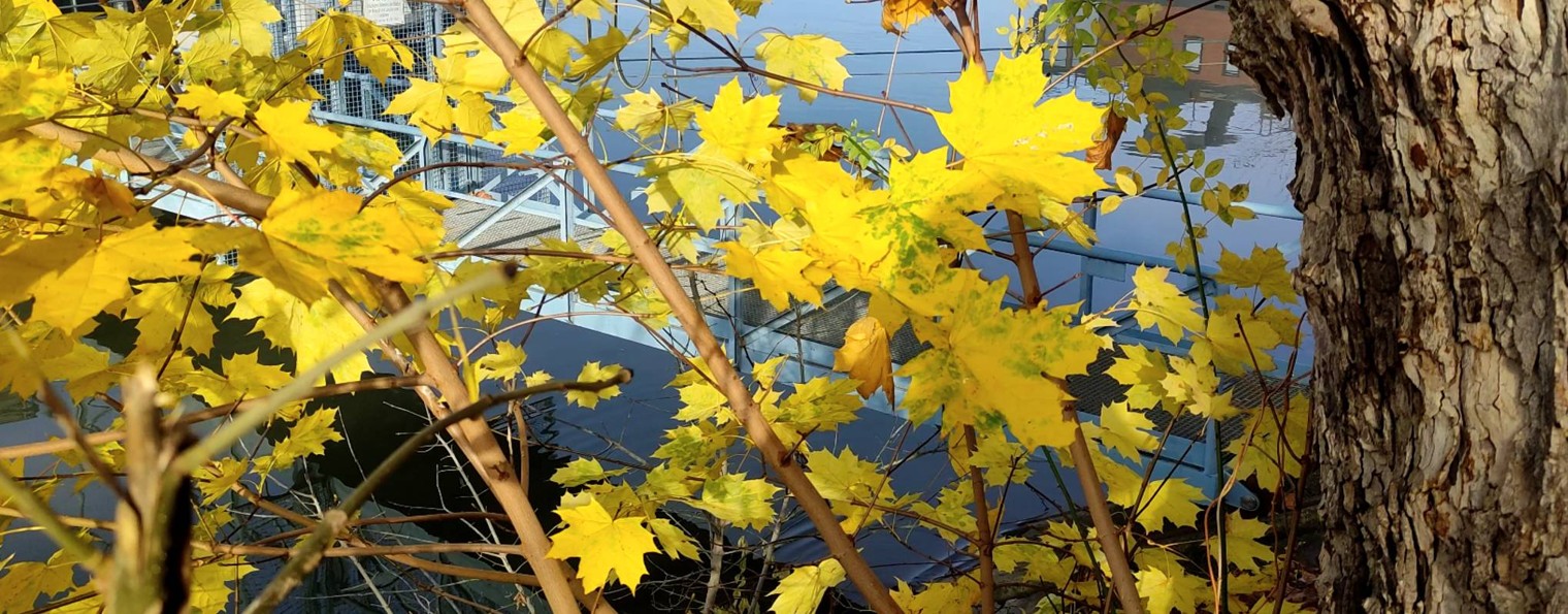 Ларисса Майбер