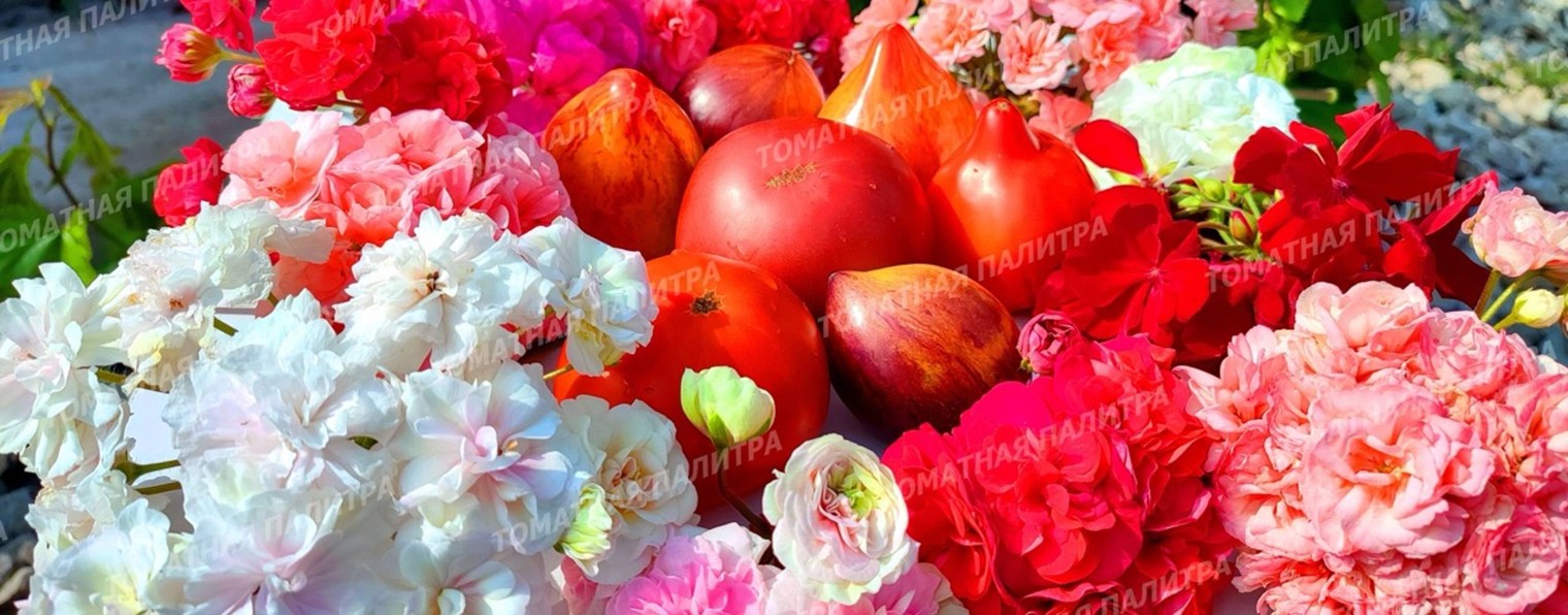 ТОМАТНАЯ ПАЛИТРА ПЕЛАРГОНИЙ