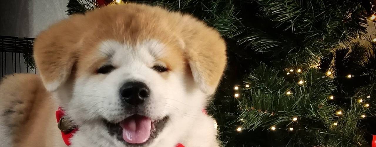 Монопородный питомник акита-ину "Хоши Виктория"