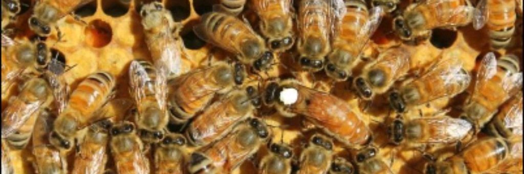 Пасека Чернышовых.48.