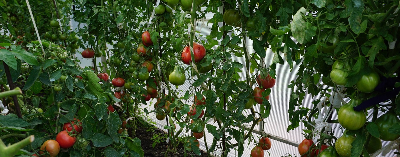 Ната и томаты