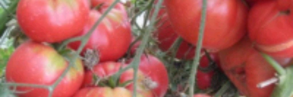 Домашнее царство с Еленой)