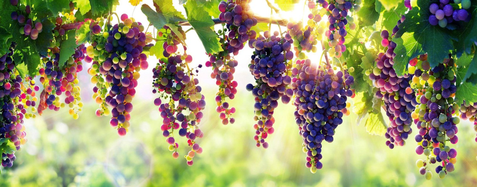 Общество виноградарей России и зарубежья