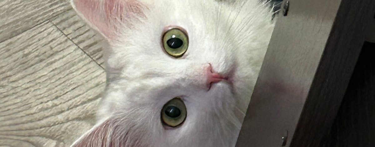 Кот Джудик