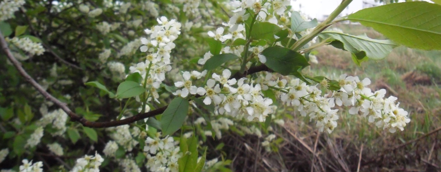 денис бунаков природа.