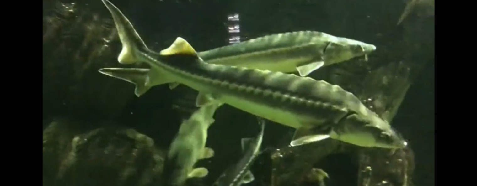 Сергей Гавриленко!!!